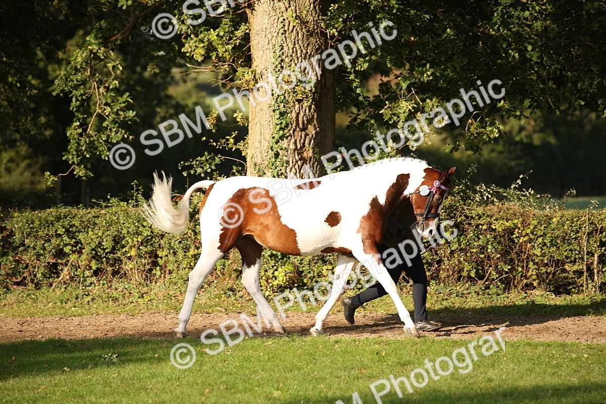 SBM_58692 - S51 - Piebald & Skewbald Horse In Hand