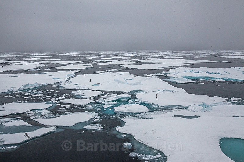Pack Ice 6884 - Trip with MS Expedition August 2016