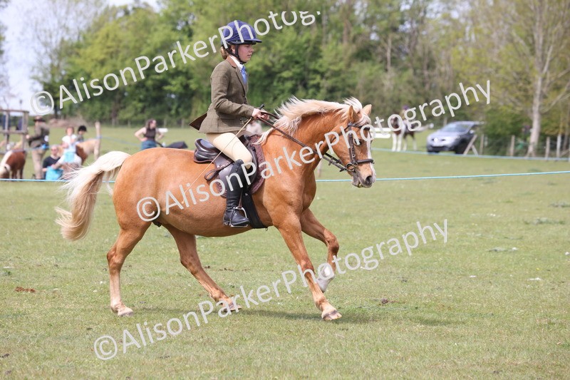 20260426-2967 - Class 33 - Best Pony 14.2hh and Under