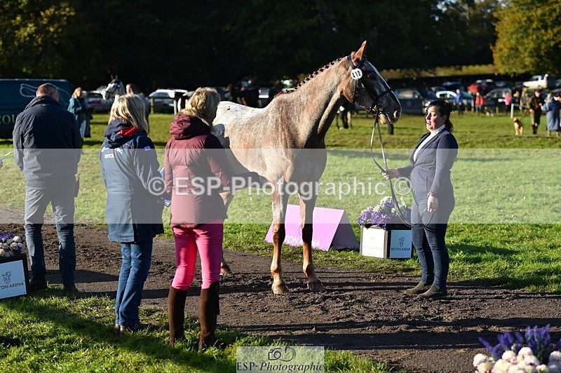 231022-093600-21904 - 412-KELTEK.LUDO-Tracey.Neville-TrotUp+SJ