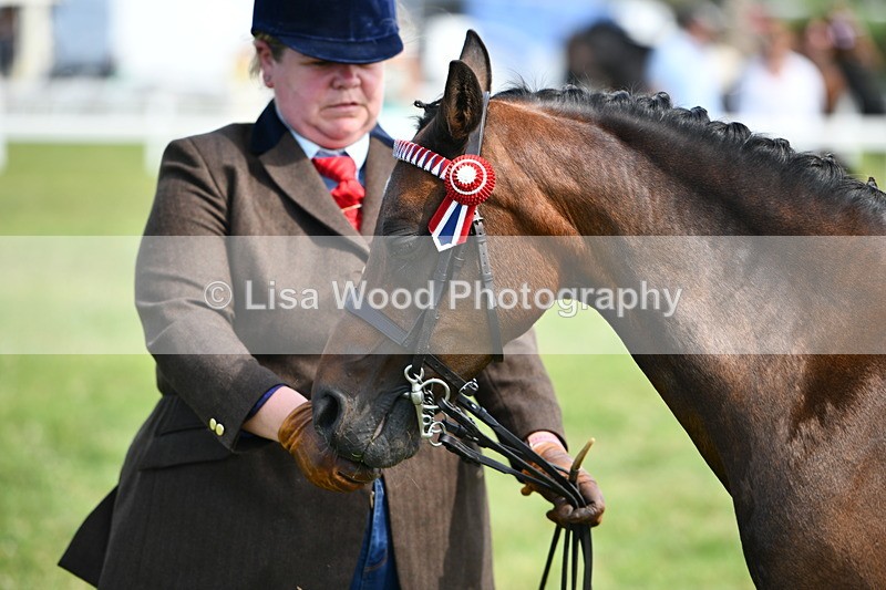 DSC_8357 - Class 68: Part Bred In Hand M & M