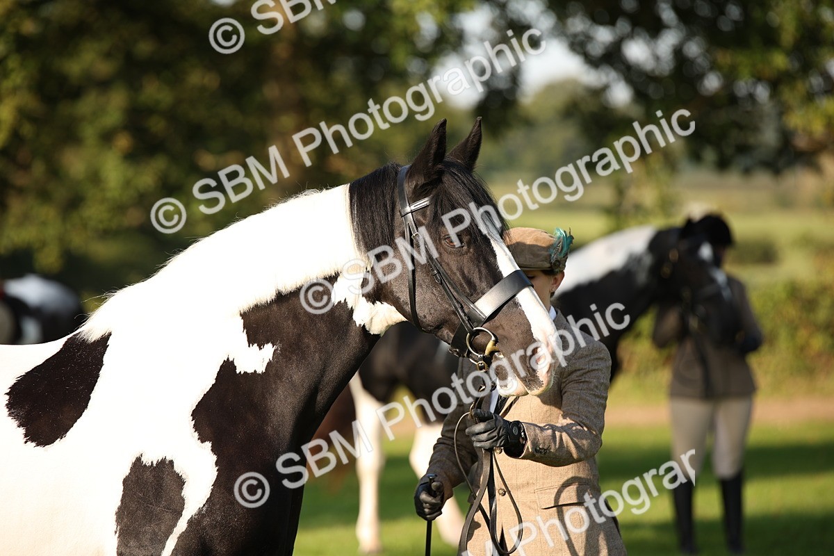 SBM_58741 - S51 - Piebald & Skewbald Horse In Hand