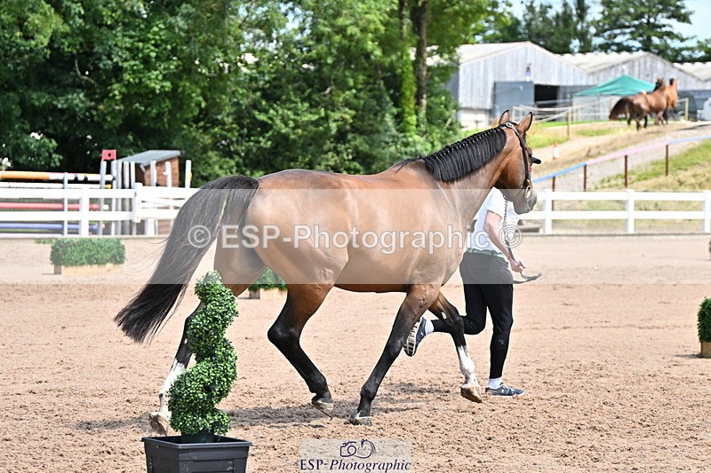 240718A-105256-01352 - Trot Up 12pm to 1pm