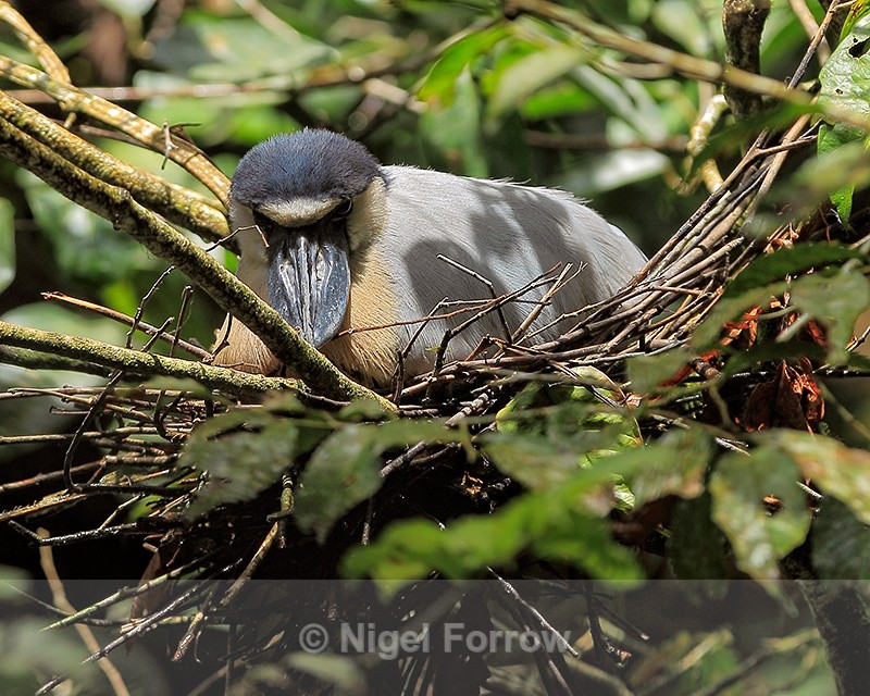 Boat-billed Heron on nest, Tortuguero, Costa Rica - Boat-billed Heron