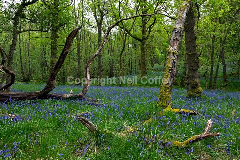 Bluebell forest, Inchcailloch, Loch Lomond, The Trossachs - Landscape format