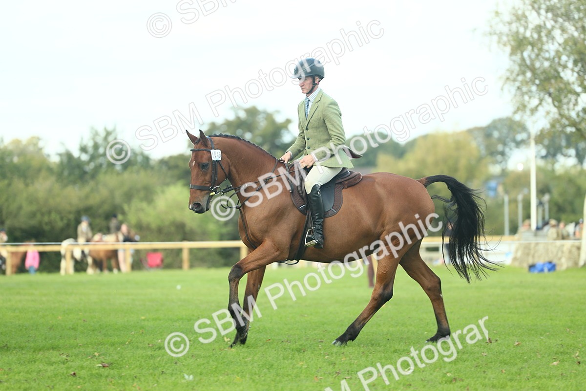 SBM_50747 - S33 - Working Hunter & Working Show Horse