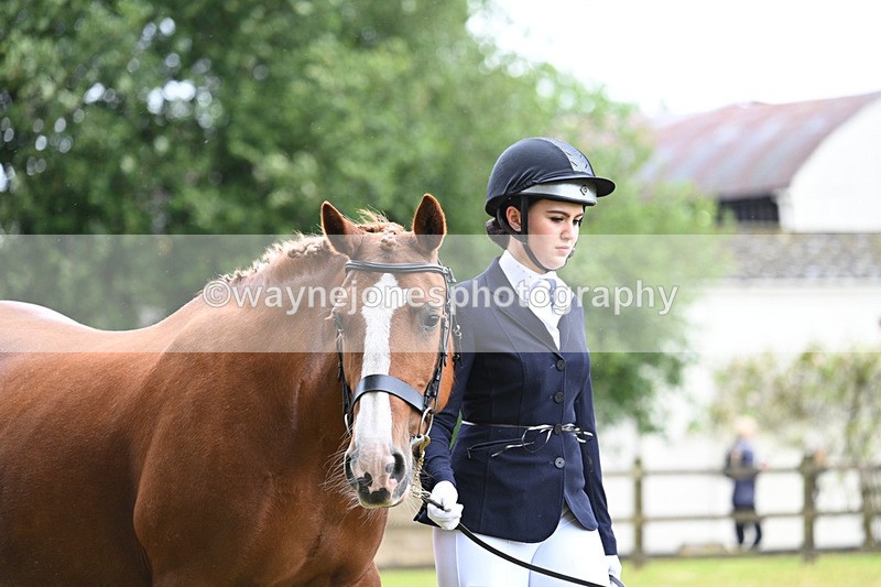 WJ7_6025 - Class 4a Prettiest Mare over 14hh