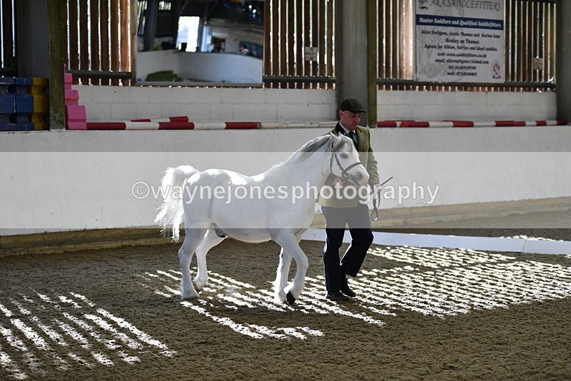 WJ5_3646 - Class 5 In Hand Veterans
