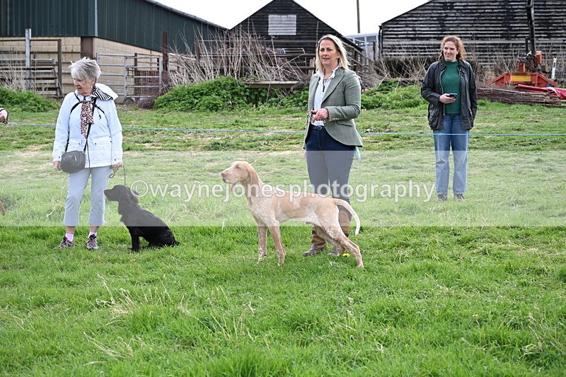 WJ6_8047 - Class 2 Best Pedigree