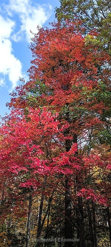 PSX_20231027_144153 - Flowers and Trees
