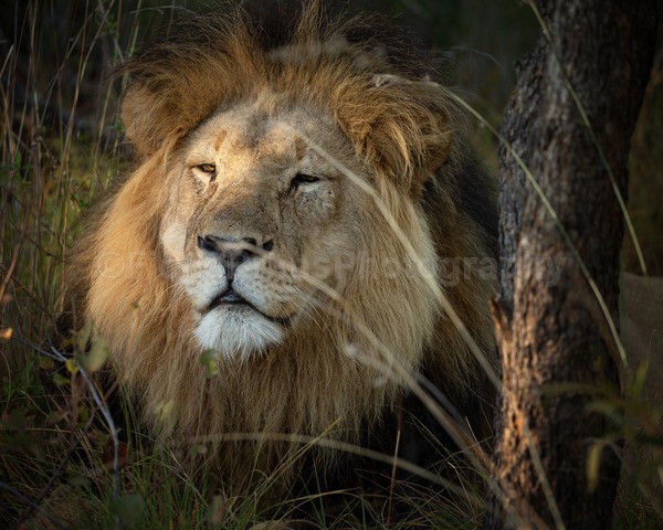 safari-362 - African Wildlife