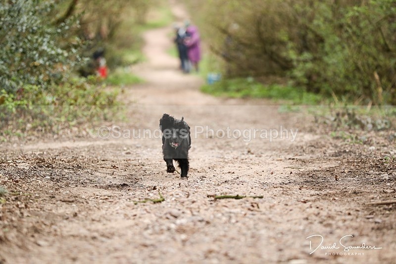 SPXX3910 - Endurance Dogs
