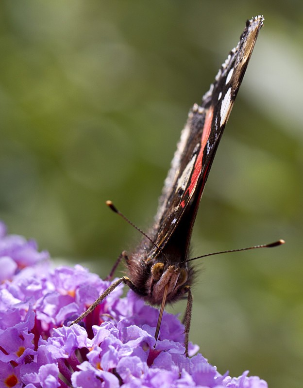  - BUTTERFLIES