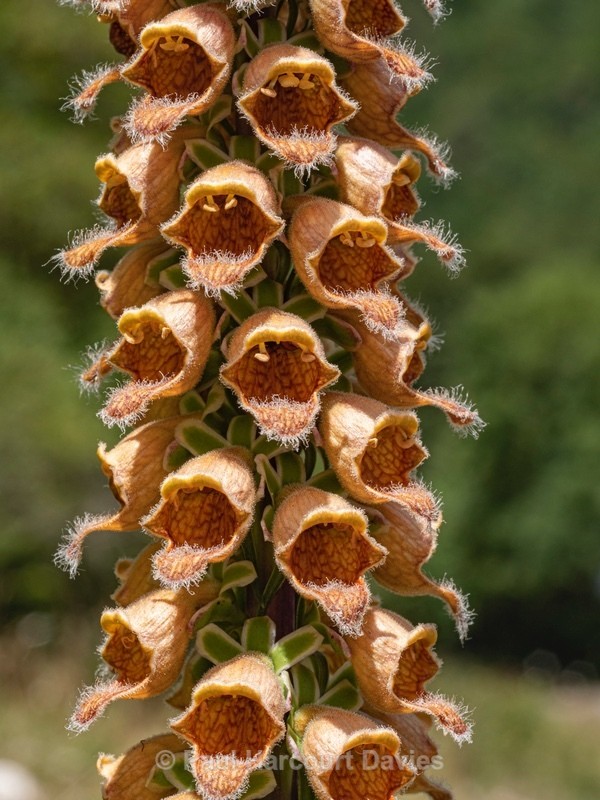 Rusty foxglove (Digitalis ferruginea) - Wild Flowers 2020