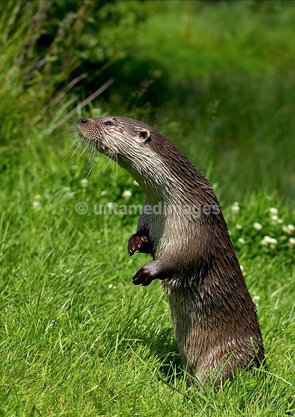 European Otter - United Kingdom