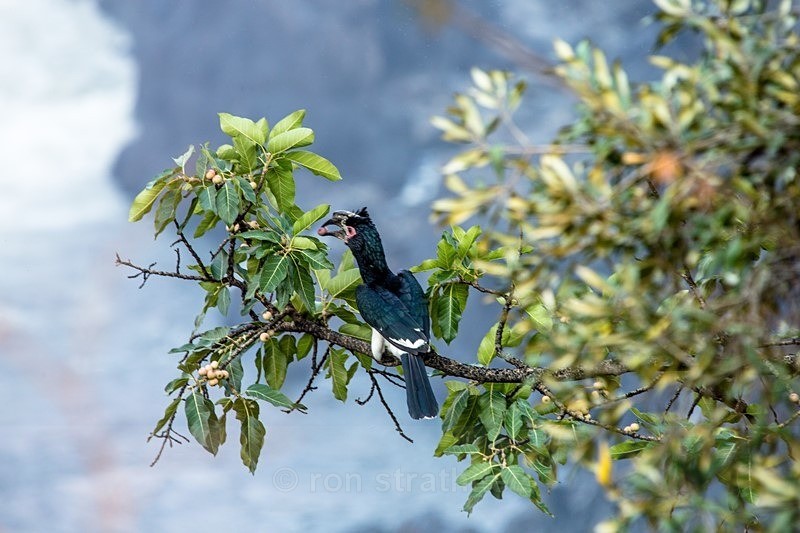 Victoria Falls - Botswana Wildlife