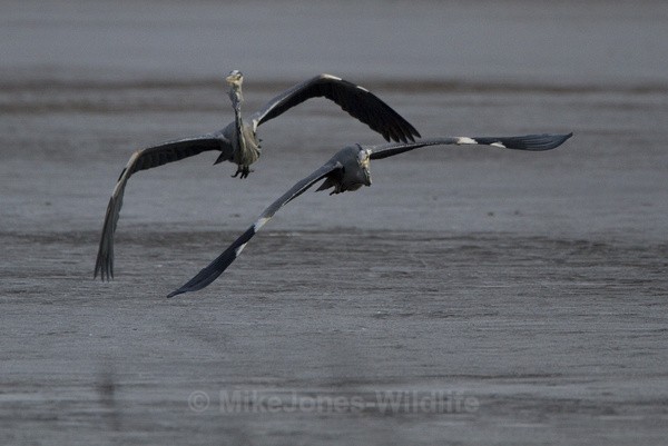 GREY HERON 8 - GREY HERONS