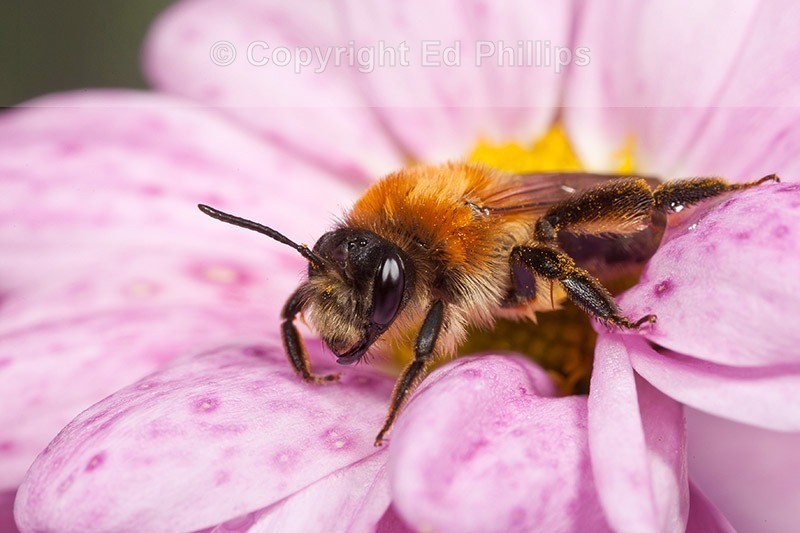 Andrena nitida (f)