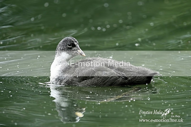 Cootes 110614 14 - Nature