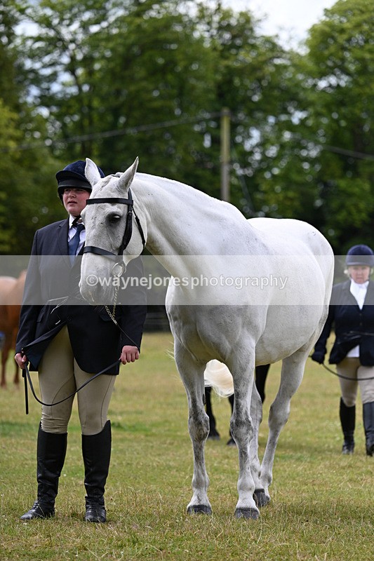 WJ7_6926 - Class 5a Most Handsome Gelding in Hand