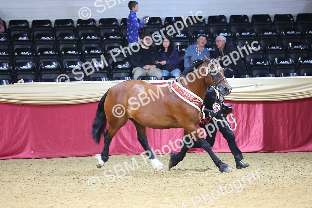 SBM_23041 - Class 903 - Supreme Final - IH Pre Vet