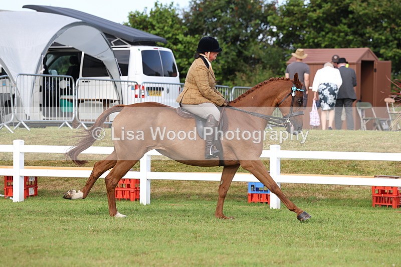 3E7A8243 - Class 2: Rising Star Large Hack/Riding Horse