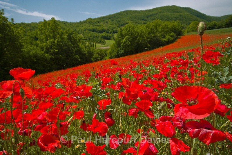  - ITALY - Home