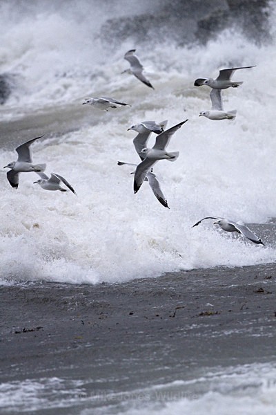 ISLE OF MULL, LAGGAN BAY - ISLE OF MULL LANDSCAPE PHOTOGRAPHY