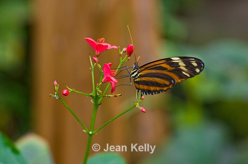 Tiger Longwing Butterfly - 4111 - Insects
