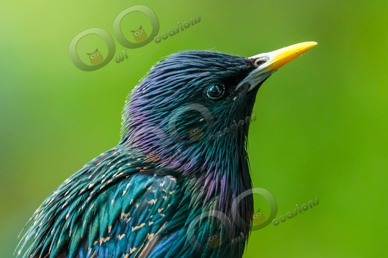 Starling Sturnus vulgaris-9987 - UK birds