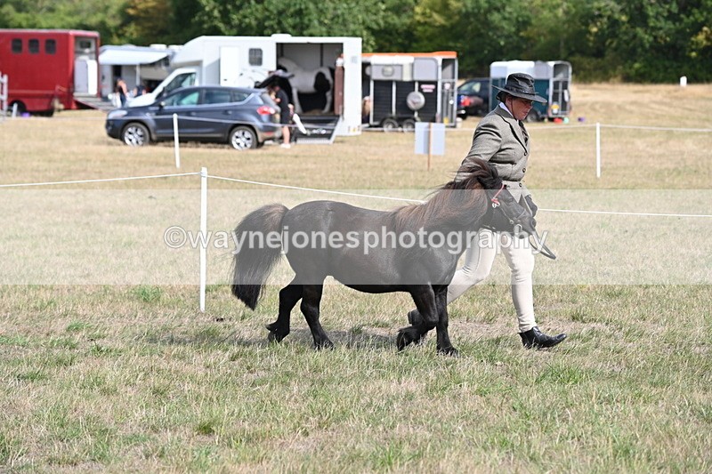 WJ6_6821 - Class 21 Shetland & Mini Horses