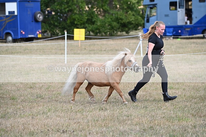 WJ6_6891 - Class 21 Shetland & Mini Horses