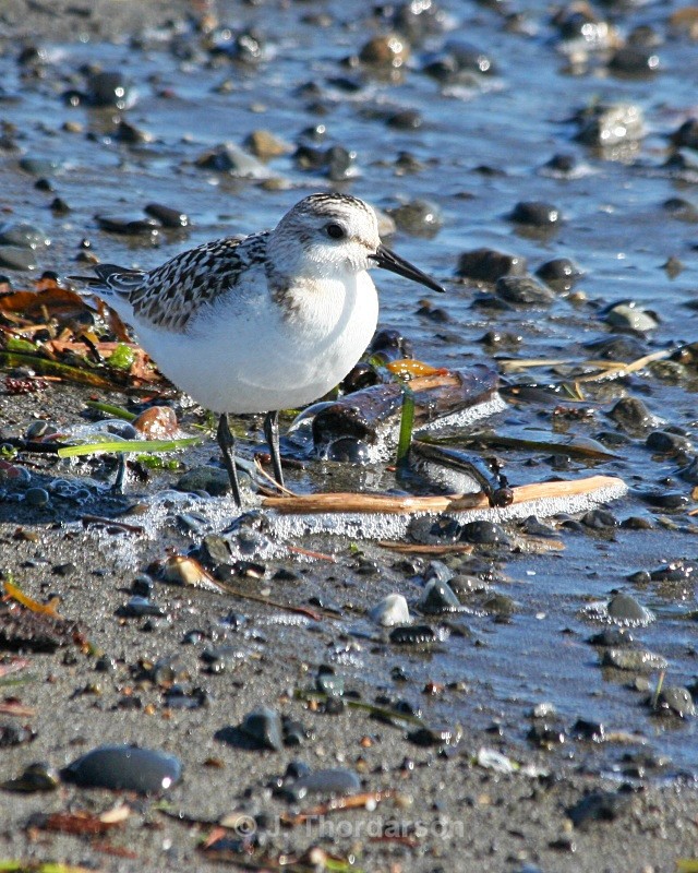 - Shorebirds