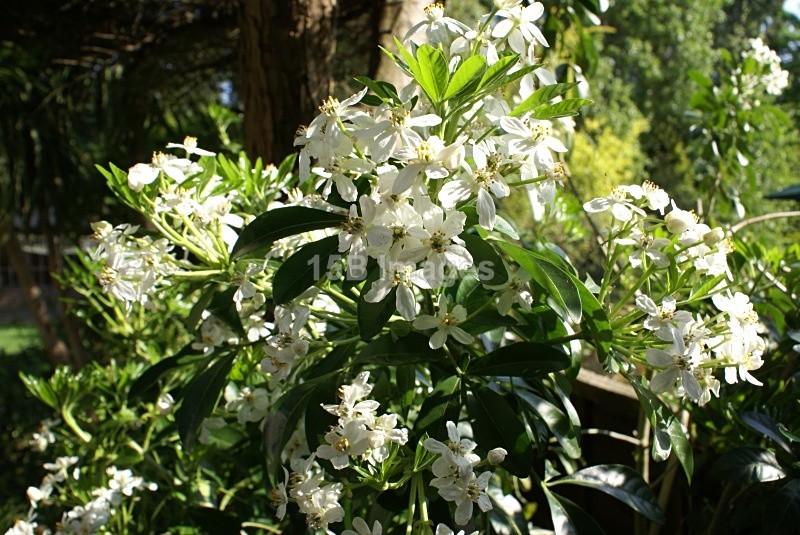 F1015 - Flowers