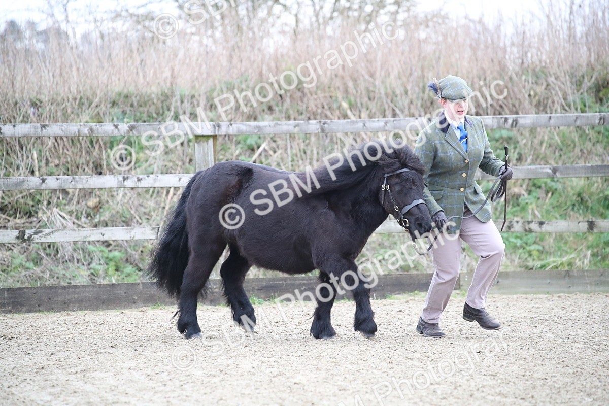 SBM_003883 - Class 1-4 - Young Stock classes Inc. In Hand Championship