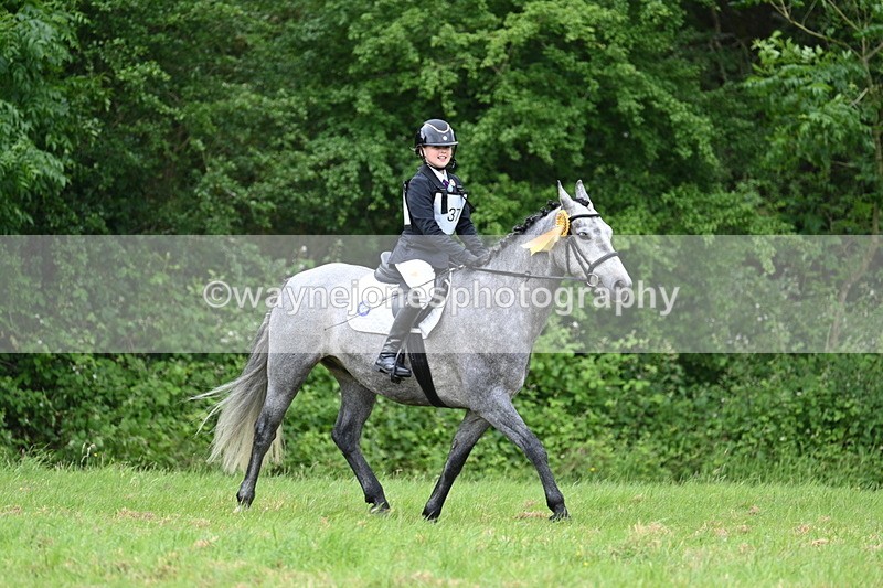 WJ7_4319 - Class 14A Handsome Gelding