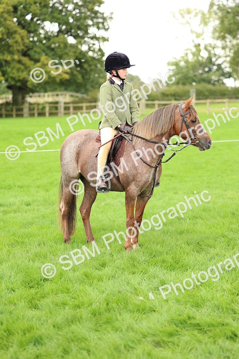 SBM_41874 - S32 - Mountain & Moorland Working Hunter Pony