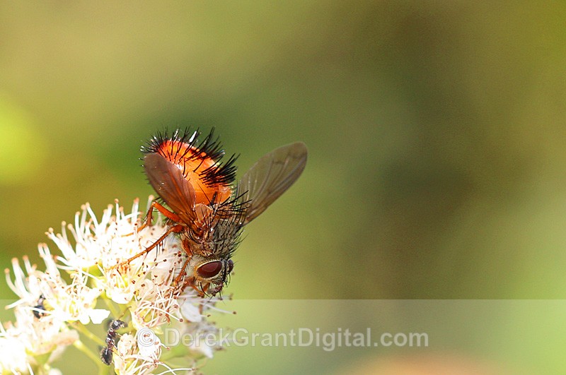 Tachinidae: Hystricia abrupta - Bees, Beetles, Bugs