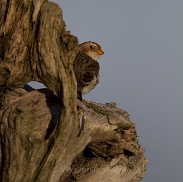 SNOW BUNTINGS - SNOW BUNTINGS