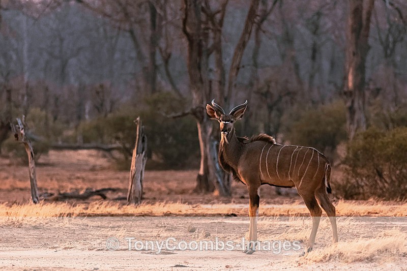 Kudu - Mana Pools ~ The Mammals