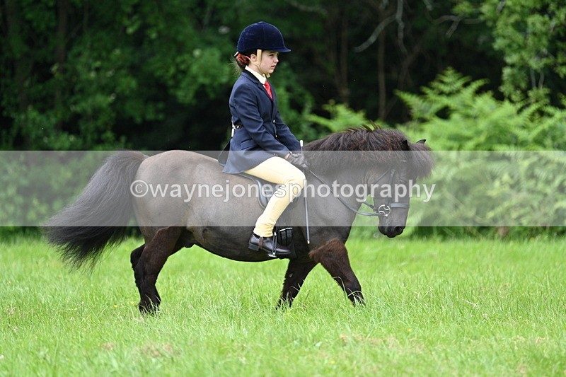 WJ7_3899 - Class 14A Handsome Gelding