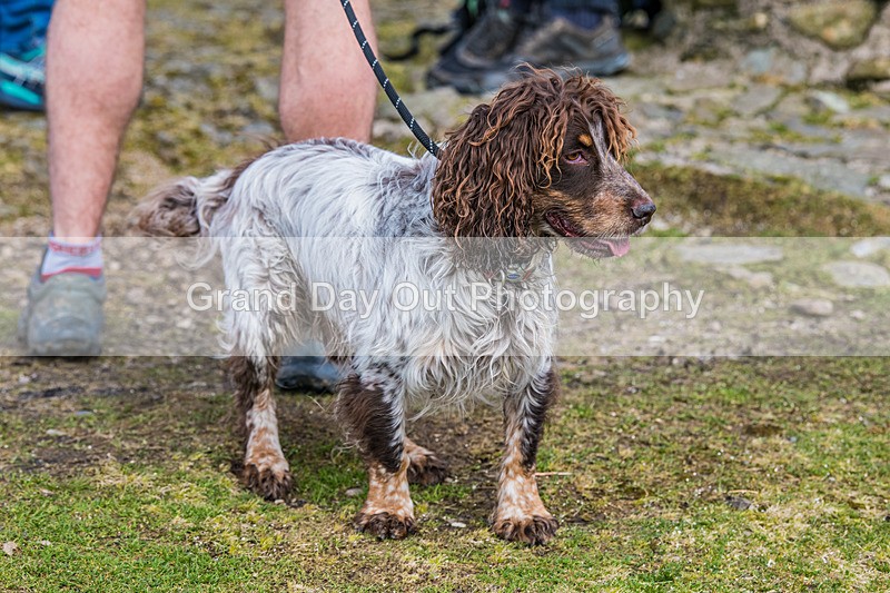 Arant haw-124 - Kendal Winter League Arant Haw Fell Races Sunday 2nd April 2023