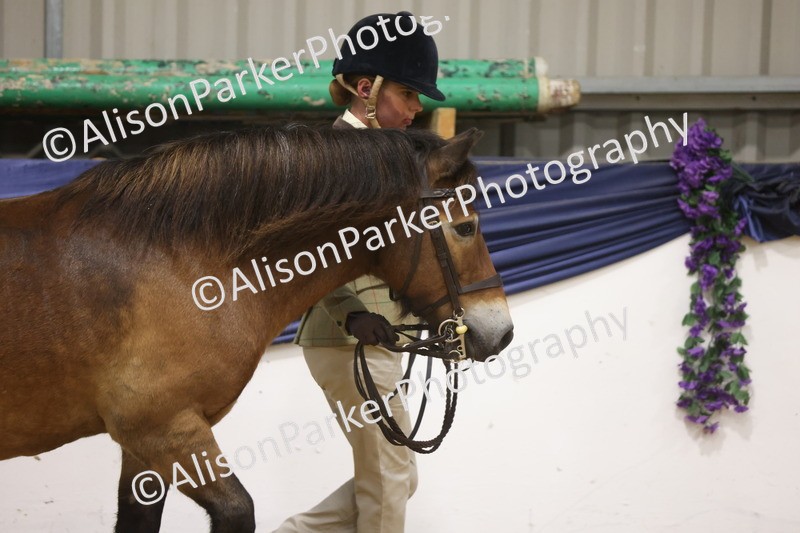 20260913-1004 - Class 109 - Bred On Exmoor In Hand