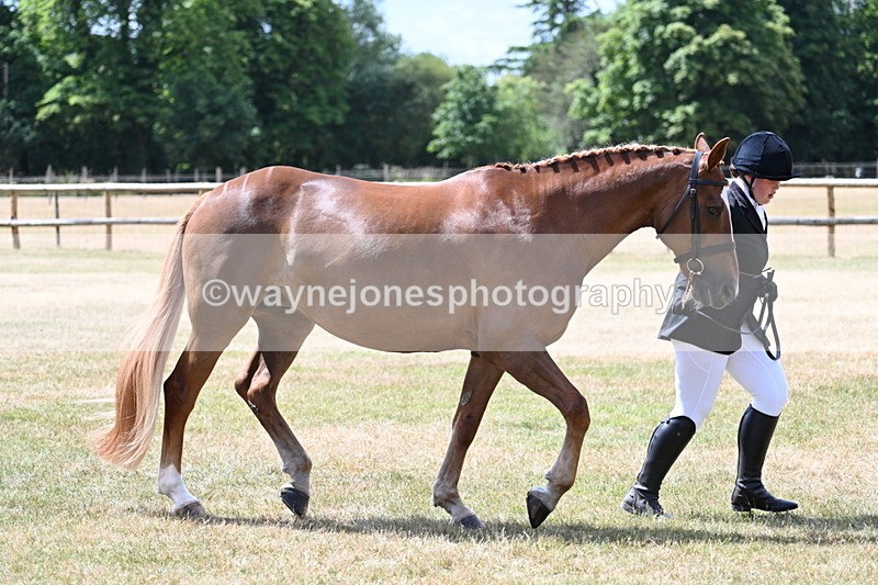 WJ7_2008 - Class 4a Prettiest Mare 14.2hh and over hand