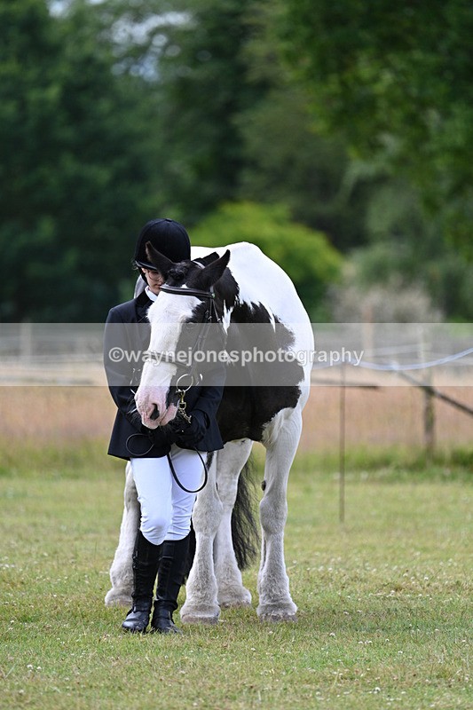 WJ7_7153 - Class 5a Most Handsome Gelding in Hand