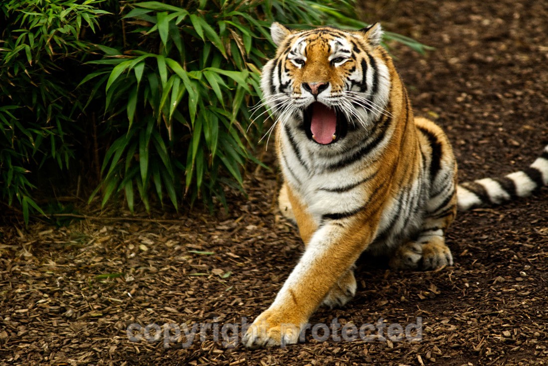 Amur Tiger - Tatana - Big Cats