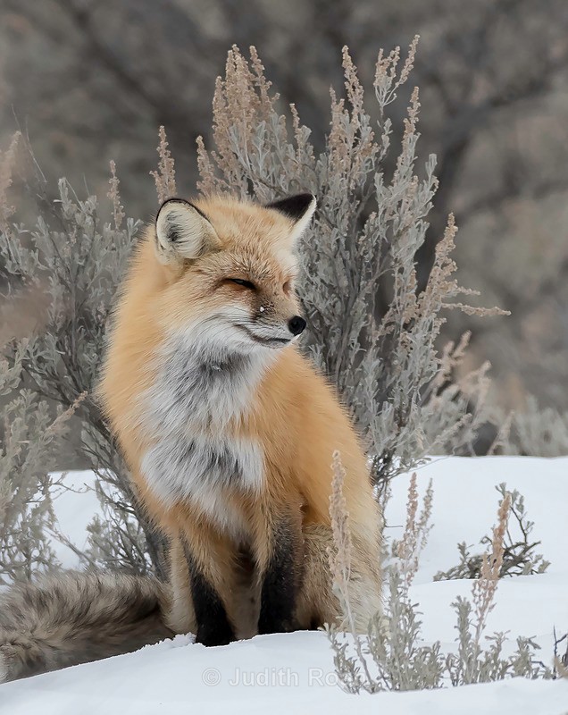 Red Fox - Yellowstone