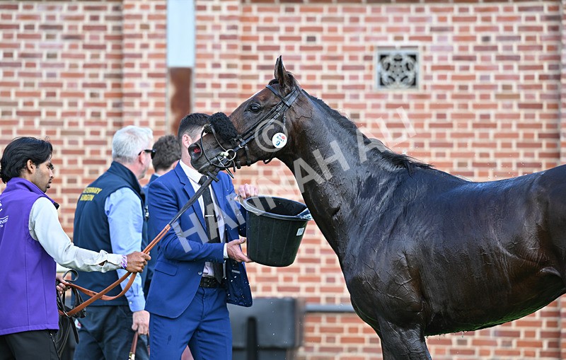 220826-019 Ridari - Race 1 13.50pm Sky Bet Strensall Stakes