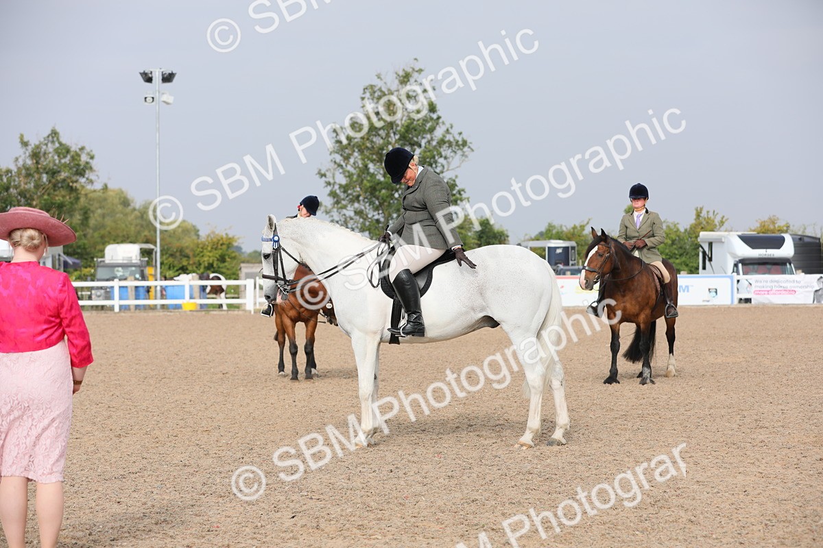 SBM_10895 - Class 304 Ridden Part Bred Horse/Pony