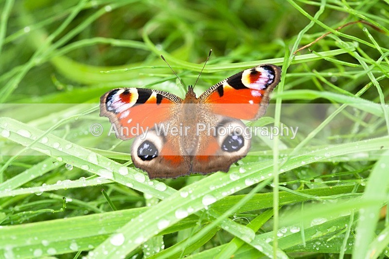 20080816-010 - Butterflies & Moths